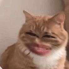 12.gif
