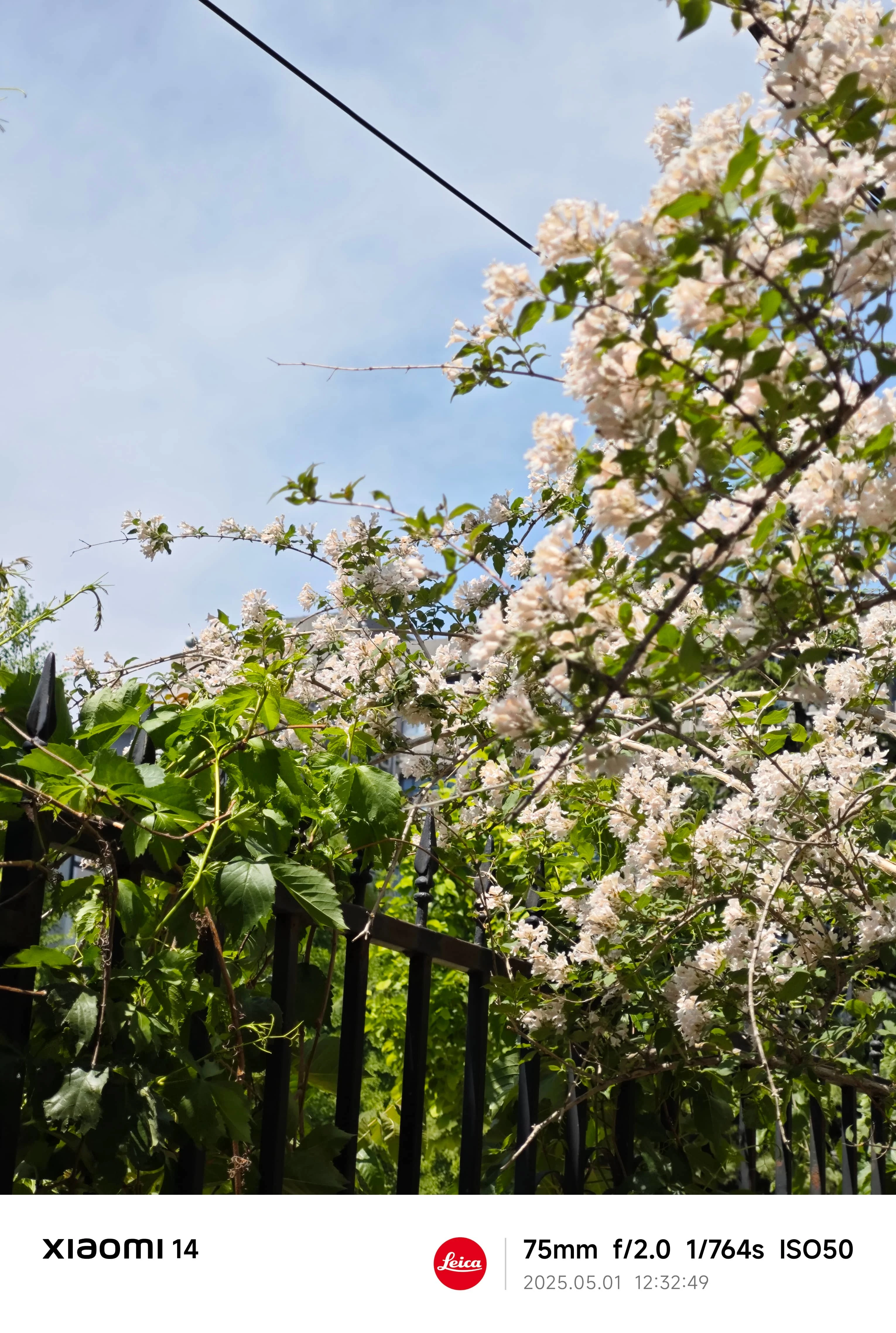 Sky&Flower